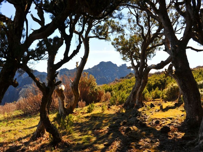 Urzal_Macico_Montanhoso_Central