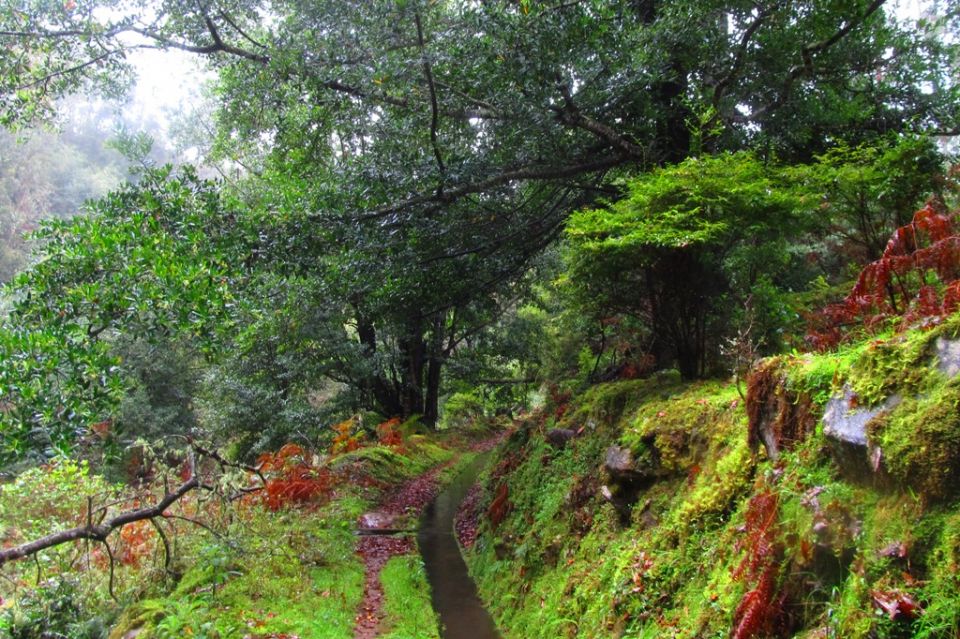Levada_Silveira